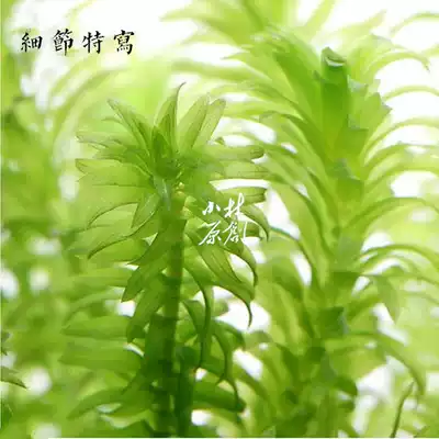 金鱼藻蜈蚣草铅卷水草水族箱活体造景套餐新手后景冷水金鱼小鱼缸
