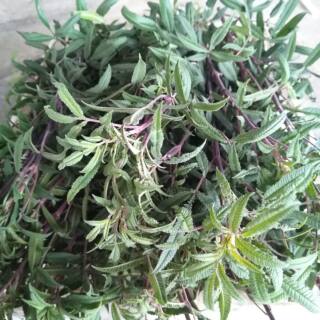 Aromatic marigold fresh leaves lemon marigold chinese herbal medicine extraction soaked oil raw material base direct sales passion fruit flavor