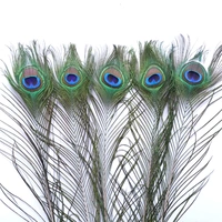 Длина 40-45 см, глаза большие, ширина 4-6 см, 12 корней.