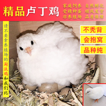 Ludin Eggs Hatching Fertilized Egg Mini Chicken Live Miao Pet Bird Watching Chickens Live Rutin Nets Red Chicken