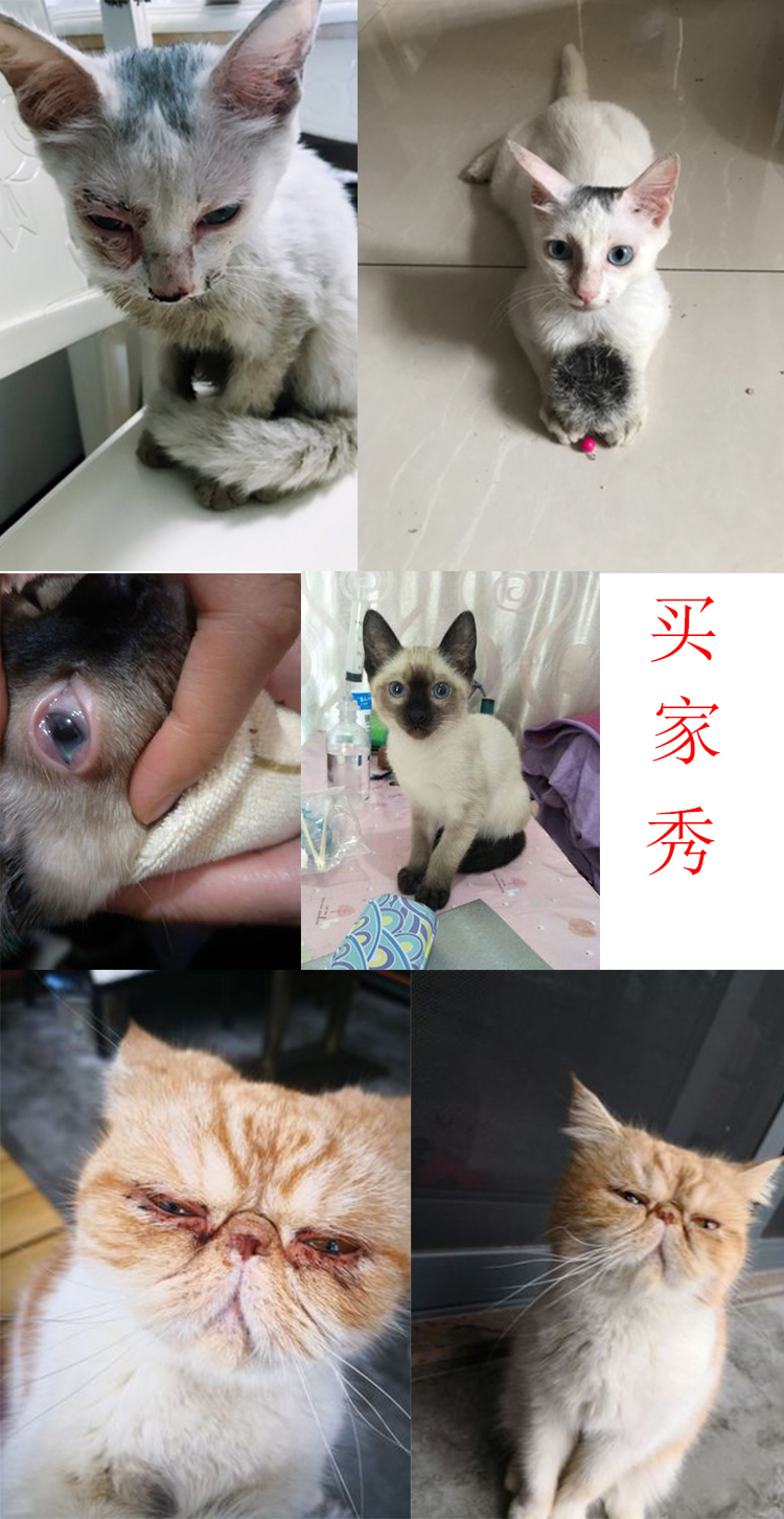 Thuốc nhỏ mắt mèo lạnh virus herpes mũi mèo chó nhỏ mắt mèo chống viêm nói chung chảy nước mắt - Thuốc nhỏ mắt nước mắt nhân tạo refresh