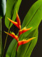 High-End Artificial Bird of Paradise Indoor Green Plant, Potted Strelitzia, Simulated Fake Tree for Landscaping, Light Luxury Decorative Ornament