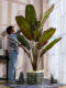 Large Artificial Banana Tree Tropical Broad-Leaf Plant Bonsai Indoor Shopping Mall Simulated Green Plant Landscaping Decoration Ornament
