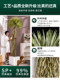 Large High-End Light Luxury Scarecrow Artificial Plant Fake Tree Indoor Bionic Green Plant Potted Desert Landscape Ornament