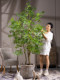 Simulated green plants, large elm trees, indoor high-end atmosphere, tropical bionic plants, artificial trees, landscaping decorations