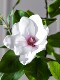 High-End Artificial Magnolia Tree, Large Green Plant, Indoor Decorative Potted Plant, Simulated Fake Plant, Floor-Standing Landscaping Ornament