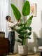 Large Artificial Plant Traveler's Banana Tree Bird of Paradise Indoor Potted Landscaping Bionic Green Plant Fake Tree Floor-Standing Decorative Ornament