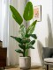 Large Artificial Plant Traveler's Banana Tree Bird of Paradise Indoor Potted Landscaping Bionic Green Plant Fake Tree Floor-Standing Decorative Ornament