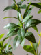Large Artificial Green Plant Hanging Bell-Shaped Horse-Drunken Wood Indoor Store Potted Landscaping Bionic Fake Plant Window Display Floor Decoration