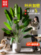Artificial Green Plant Bird of Paradise Fake Flower Potted Plant Indoor Artificial Plant Traveler's Banana Decorative Landscaping Fake Tree Floor-Standing Ornament