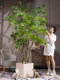 Simulated green plants, large elm trees, indoor high-end atmosphere, tropical bionic plants, artificial trees, landscaping decorations