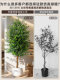 Large Artificial Plant Elm Money Tree Indoor Floor-Standing Potted Plant High-End Fake Olive Tree Landscaping Decoration Ornament Green Plant