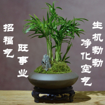 Pocket coconut tree is good to raise indoor desktop small potted plant to purify the air plant Hawaiian bamboo rich coconut bonsai