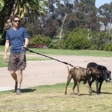 Поводок для собак, цепь для собак, поводок для домашних животных, две собаки, одна пакля, две пары, для больших собак, двуглавая, эластичная, выдвижная, 1 поводок, 2