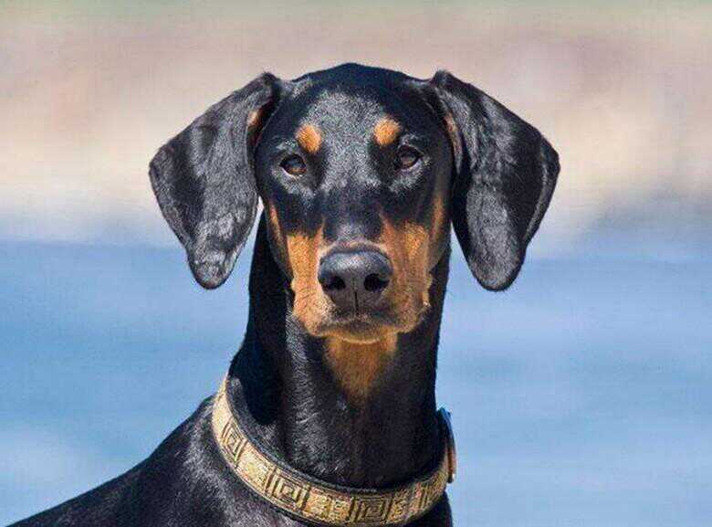 杜賓犬剪耳的原因 淘寶海外