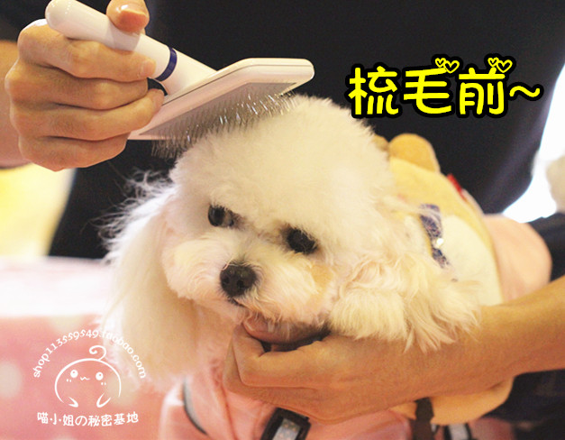 The beautician recommends the dog grey often good to clean the comb with a small white comb and a pet comb.