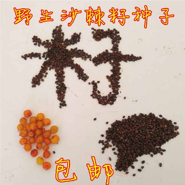 Fresh sea buckthorn fruit seed Luliang Mountain wild sea buckthorn seed extractable sea buckthorn oil nutrient full height half catty