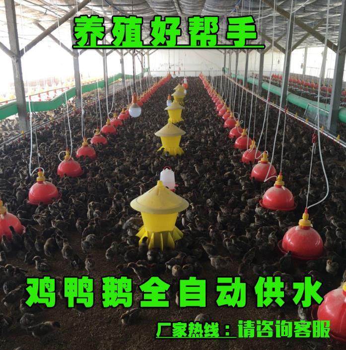 Duckling upside-down drinking chicken sink drinking water home chicken with automatic drinking fountain nipple chicken coop chicken coop farm