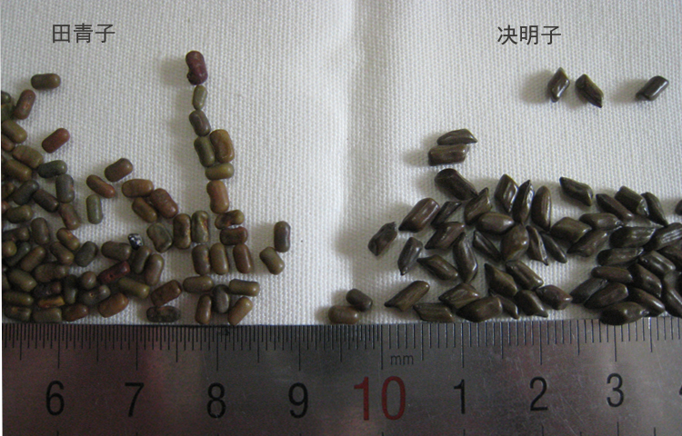 Tian Jingzi Tian Qing Seed Round Cassia 10 kg Vận chuyển thuốc thảo dược Trung Quốc gối gối nhồi thoáng mát gối cổ