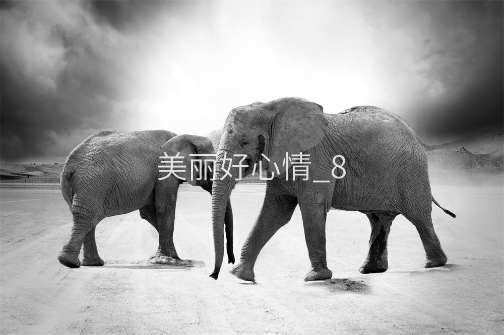 New picture photo postcard printing various sizes national delivery 51a023