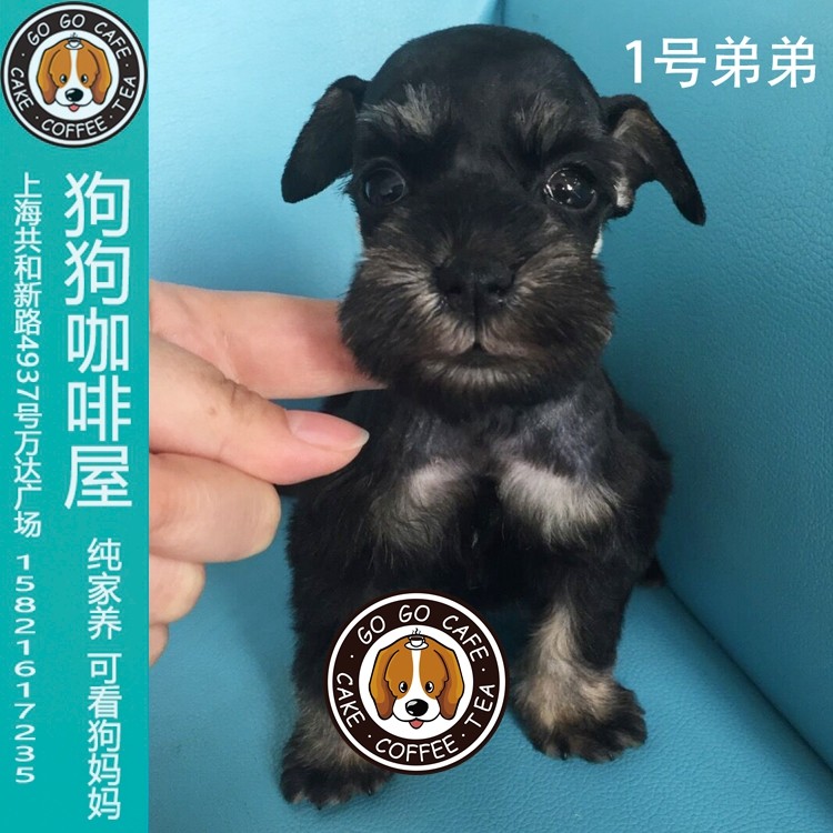 家养迷你雪纳瑞妹妹幼犬出售可实体店看狗