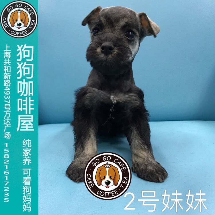 家养迷你雪纳瑞妹妹幼犬出售可实体店看狗