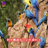 Голландский импортный визит магический колесо йод йод кальций кальций кальций здоровье песок Минеральный след ежедневный шлифовальный рот укусы маленький