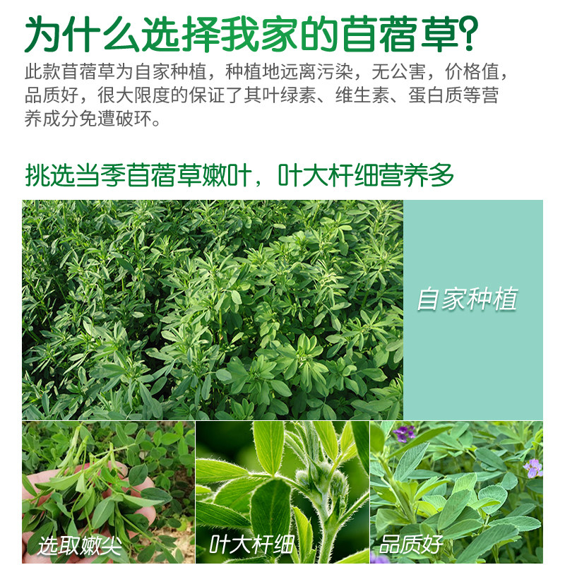 兔子吃的草紫花苜蓿草新鲜牧草龙猫兔粮兔饲料干草嫩草尖0g装