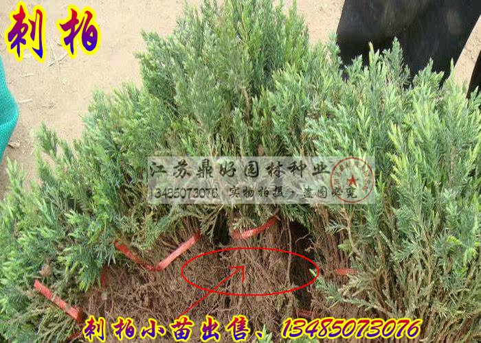 松刺,刺松,刺柏松_大山谷图库