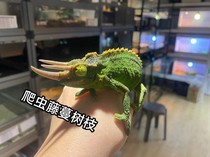 Chameleon pet lizard lizard reptile green hyena Canopy High Canopy Climbing large small emulation Climbing Vine twigs.