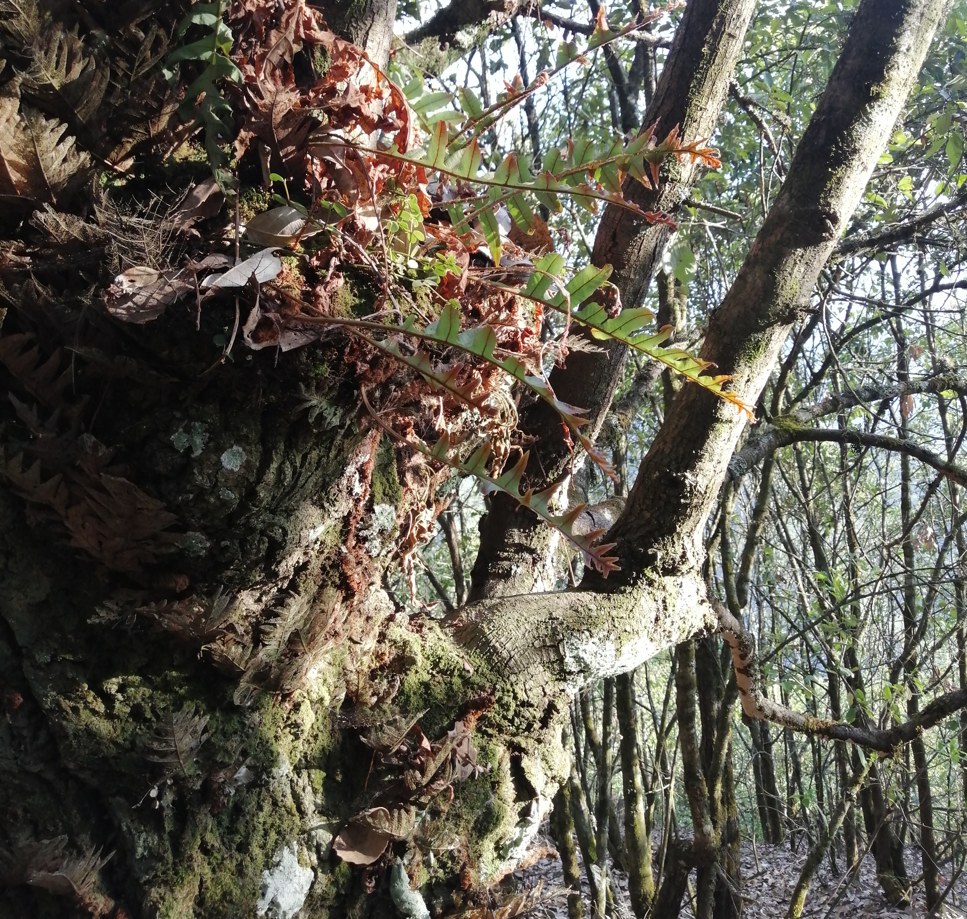 Yunnan fresh bone fragmentation of monkey ginger, ginger, centipede of tree fracture to fill 500 grams