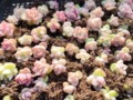 肖恩的多肉花园