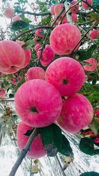 Northern shaanxi yan'an zhidan apple 10jin jin is equal to 0.5kg fresh fruit sweet and delicious red fuji (25 years new fruit)