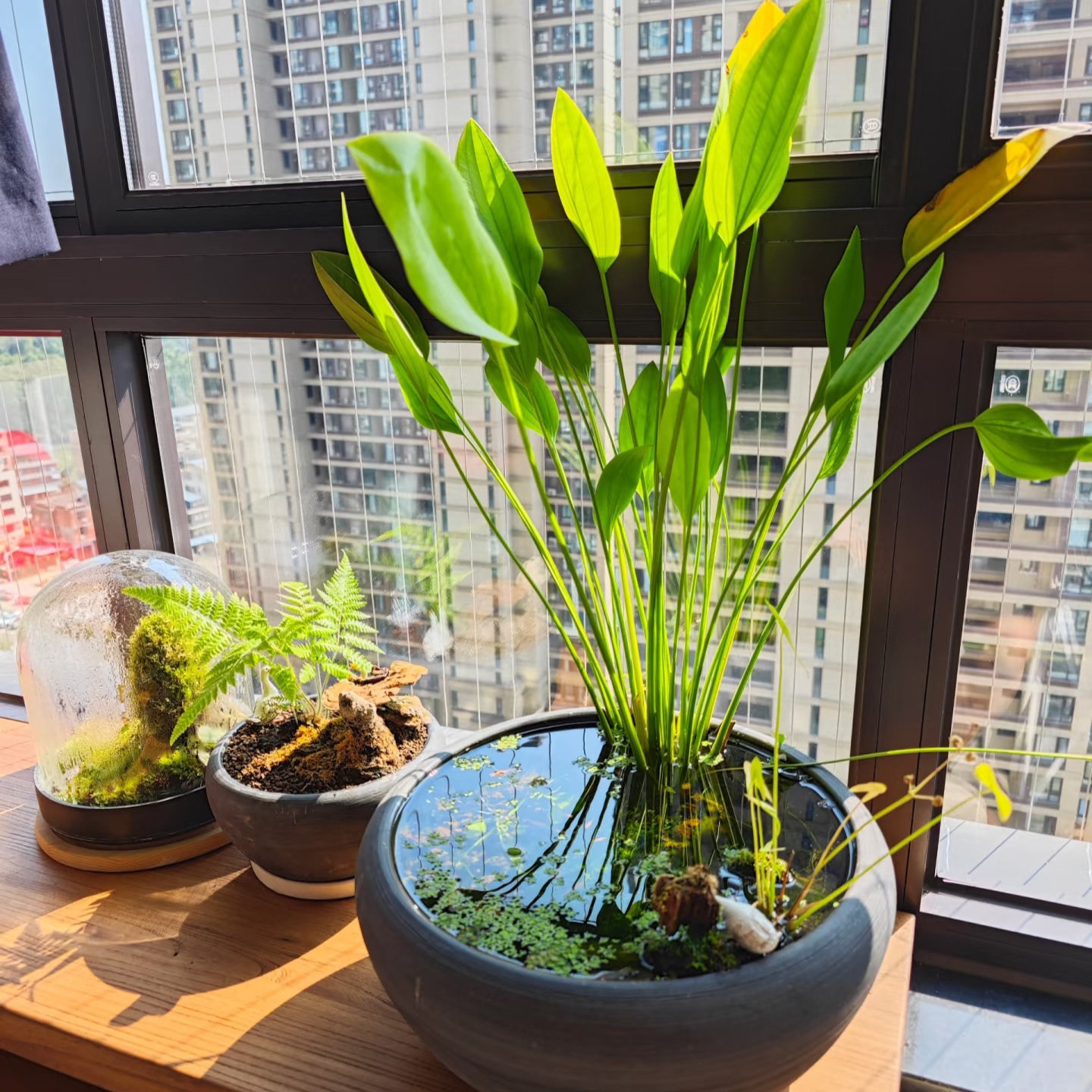 阿根廷皇冠坨草适合哪些新手养鱼人?如何选择合适品种?-水生植物-淘宝百科网