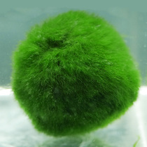 Green algae ball Aquatic plant living foreground grass Lazy man Algae ball fish tank landscaping Betta landscaping decoration