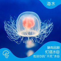 Lighthouse jellyfish living undead jellyfish different pet living rare species seawater ornamental fish ornamental pet tropical fish