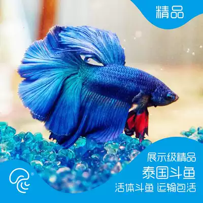 Thailand half moon Betta Lion King pair selected fish Live ornamental fish Tropical fish Live pet Small fish pet