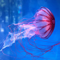 Black star Sea Thorn jellyfish living medium large live jellyfish exhibition aquarium jellyfish artificial breeding jellyfish cold water system