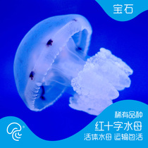 Red Cross jellyfish live jelly jellyfish ornamental Pearl pet seawater ornamental fish live white gem jellyfish