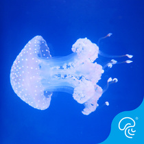 Australian spotted jellyfish live polka dot jellyfish long skirt tail rare aquarium jellyfish jellyfish variety