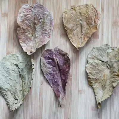 Lanren leaf lazy leaf Betta red dragon colorful short snapper Egyptian fairy breeding and breeding acid-reducing natural deciduous leaves