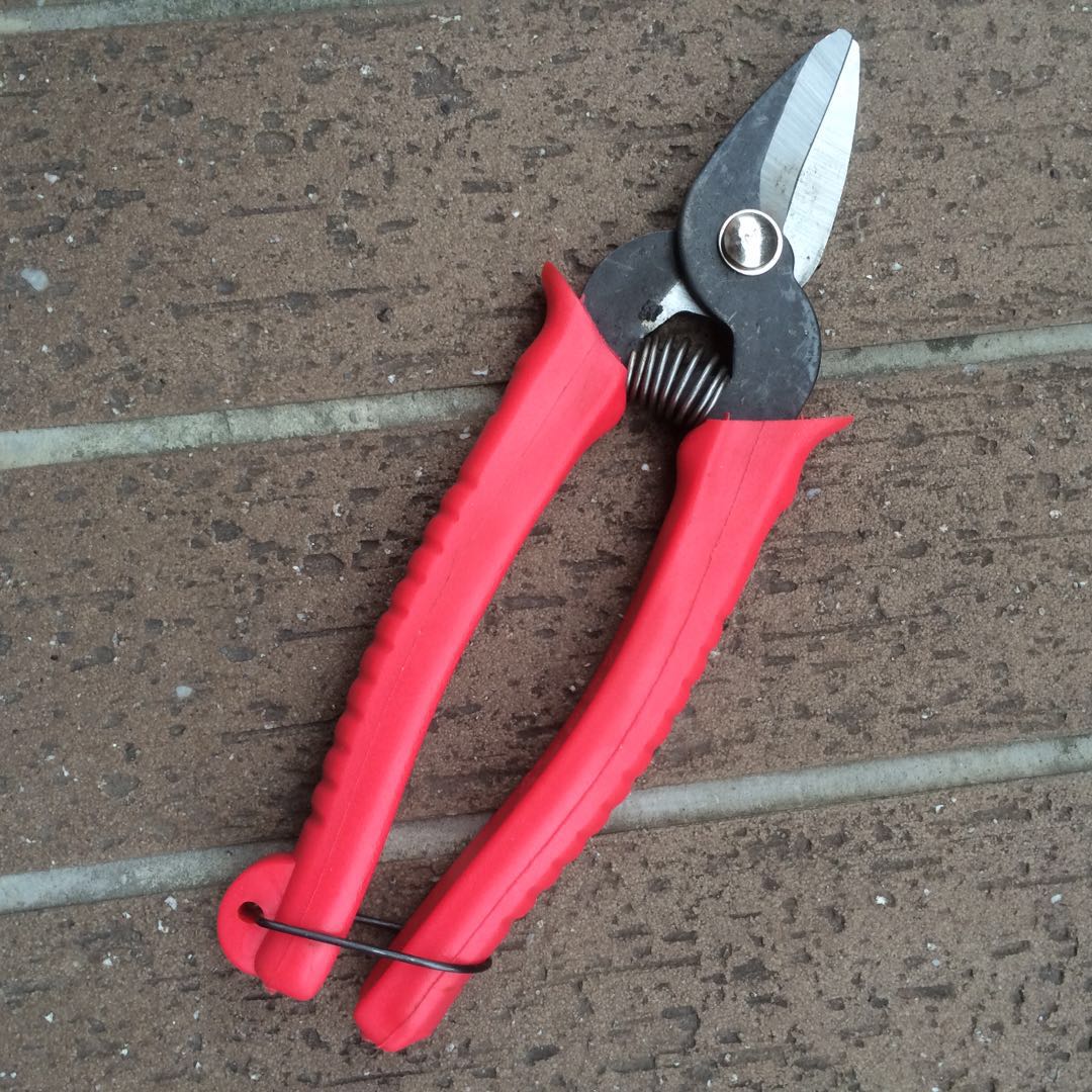 Thin fruit scissors picking fruit scissors citrus picking pepper fruit scissors fruit tree scissors grape vegetable fruit scissors fruit picking vine scissors