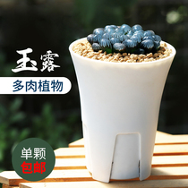 OB Jade Dew OB-1 ice lamp Jade OB1 large purple N1 pan lamp Jade Dew 12 rolls of succulent plants