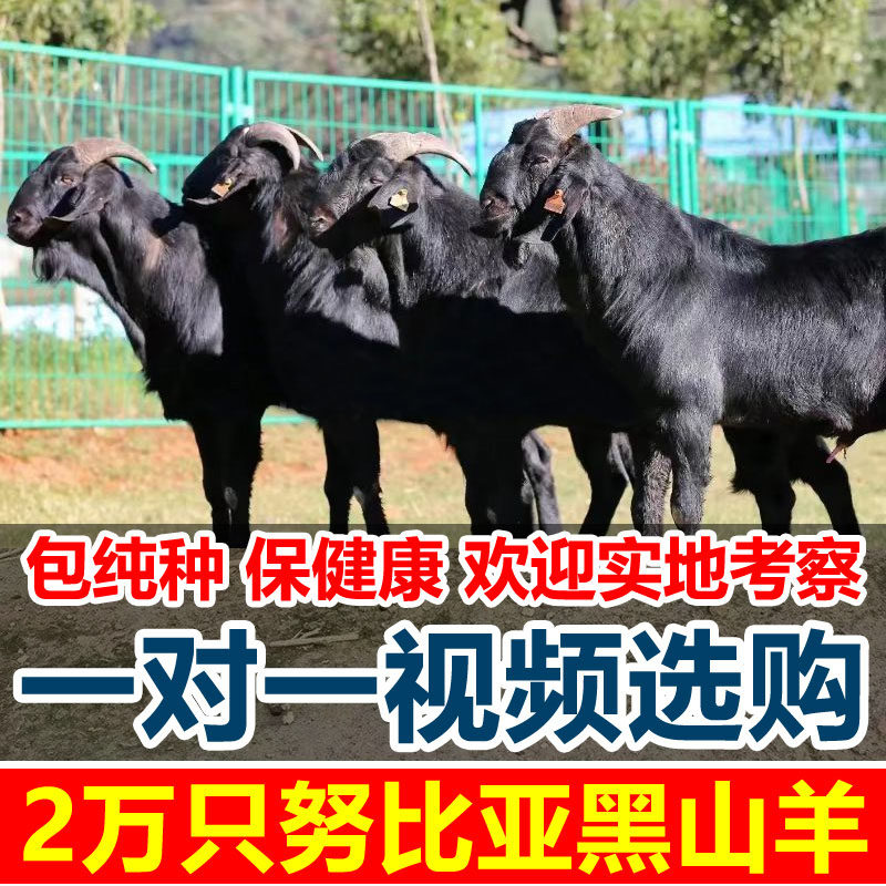黑山羊养殖秘籍:从种公羊到怀孕母羊,如何养出健康新生羊羔?-畜牧-淘宝百科网