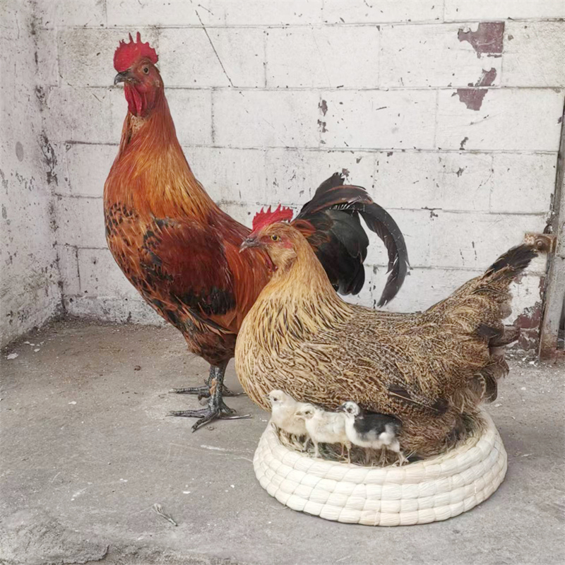 Hen Specimen, Lying Hen, Egg-Laying Hen, High-End Supermarket Decoration, Large Rooster, Teaching Prop, Real Feathers, Fake Pheasant, Native Chicken Hen Specimen, Lying Hen, Egg-Laying Hen, High-End Supermarket Decoration, Large Rooster, Teaching Prop, Real Feathers, Fake Pheasant, Native Chicken