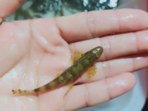 Ornamental fish baby loach cold water fish small bottom algal fish