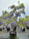 High-quality old pile wisteria saplings, balcony courtyard, fragrant potted climbing vines, long spikes, four-season flowering and cold-resistant plants