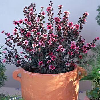 Imported Potted Pine Red Plum, Australian Snow Plum, Multi-Colored New Year's Flower, Super Long Flowering Period, Evergreen in All Seasons, Three-Color Plum Blossom