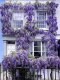 High-quality old pile wisteria saplings, balcony courtyard, fragrant potted climbing vines, long spikes, four-season flowering and cold-resistant plants