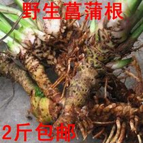 Fresh water calamus wild stone calamus smelly root water centipede water sword grass water calamus grass root seedling root